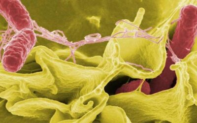 Listeria-eisen worden strenger per juli 2026 – ben jij voorbereid?